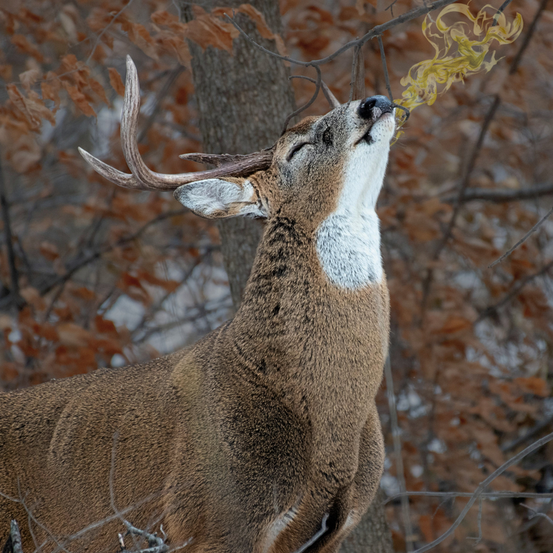 Game animal scent detection
